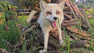 CUTE foxes enjoy their own playgrounds [upl. by Mook]