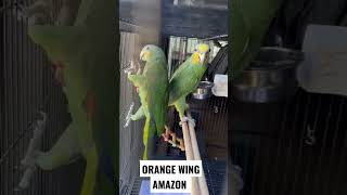 Orange wing Amazon parrot parrot talkingparrot [upl. by Torosian]