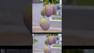 Terrace container fruit plant  Top 100 fruit plants to grow on terrace shortvideo viralvideo [upl. by Ejrog]