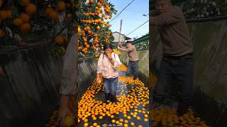 Beautiful Fresh Orange 🍊🍊 Harvesting from Farm With Rural Farmer 🍊🍊 shorts satisfying [upl. by Cyrille112]