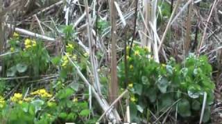 Marsh Marigold  Caltha palustris [upl. by Naig726]