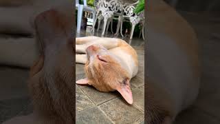 Relaxing Music Therapy I took a video of my cats while they are sleep [upl. by Nivek]