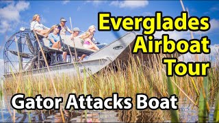 Everglades Airboat Tour  Extreme Alligator Encounter Ensues [upl. by Dall]