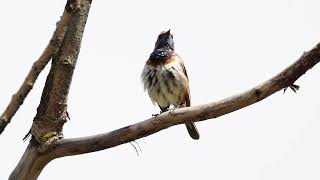 Варакушка bluethroat [upl. by Gabor]