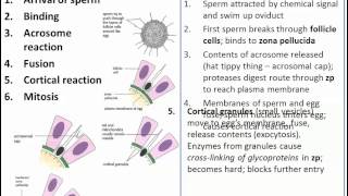 The Process of Fertilization IB Biology [upl. by Jentoft]