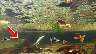 Feeding my GiantquotSNAKEHEADquot Live caught LIZARD  UNDERWATERquotMy Pet SNAKEHEADquot  kerala fishing [upl. by Bendick356]