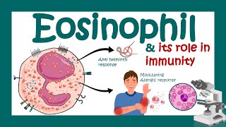 Eosinophils Eosinophil and its role in immunity  What causes high eosinophil  Eosinophilia [upl. by Nikolaus]