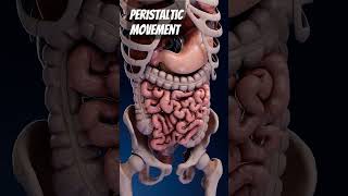 Peristaltic movementthe segments of food and gut in the intestine intestinal intestinalhealth [upl. by Yhtamit428]