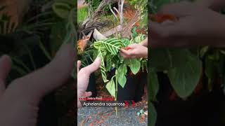 We found free discarded tropical Aphelandra squarrosa Zebra Plants in a trash can [upl. by Nirrac]