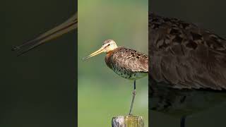 Blacktailed Godwit Calling shorts [upl. by Ylle]