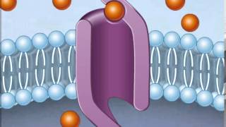 How Facilitated Diffusion Works [upl. by Ahseined151]