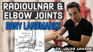 Elbow amp Radioulnar Anatomy Bony Landmarks [upl. by Anicul313]