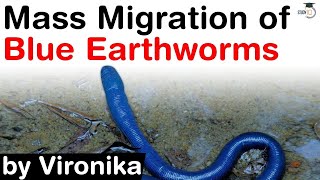 Mass migration of blue earthworms in Meghalaya  Facts about 2 way mass migration of Blue Earthworm [upl. by Mosra295]