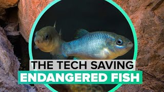 Saving endangered desert fish with tech [upl. by Otrevire]