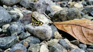 🐸 Rana arlequín Atelopus varius [upl. by Hansiain]