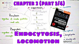 Phagocytosis Pinocytosis Chapter 2 part34 Ameboid movement Ciliary movement  Guyton and Hall [upl. by Neerbas]