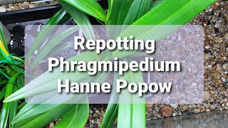 Phragmipedium Hanne Popow Repot [upl. by Noirb]