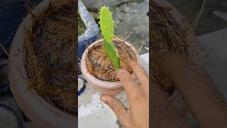 Opuntia ficas repotingbonsai nature ytshorts garden oraganic plants forest gardening [upl. by Ennaeed]