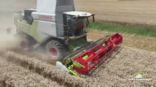 CLAAS TRION 520 A LA MOISSON BLE TENDRE 2024 [upl. by Tacklind]