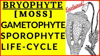 Bryophyte Life Cycle Alternation of Generation Gametophyte Sporophyte Moss Spore Dispersal Mechanism [upl. by Kceb]