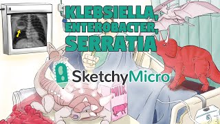 Klebsiella Enterobacter Serratia  SketchyMicro  Sketchy Medical USMLE Step 1 [upl. by Mario640]