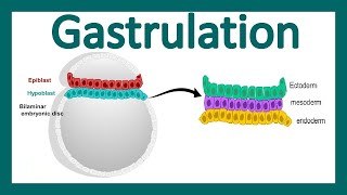 Embryology  Decidua amp Chorion amp Gastrulation [upl. by Niwled995]