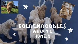 Goldendoodle Week 7 and HOME [upl. by Branca887]