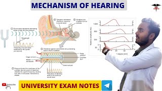 Mechanism of Hearing  Special Sense Physiology Nursing DMLT  BMLT  MBBS Lecturer [upl. by Esther]