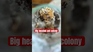 Pheidole big headed ant colony with lots of larvae in a test tube [upl. by Reffineg]