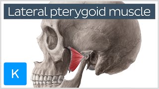 Function of the Lateral Pterygoid Muscle  Human Anatomy  Kenhub [upl. by Ylam]