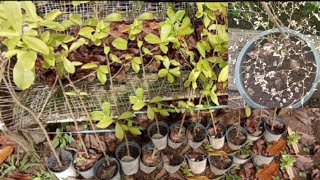 toturials how to repot African Talisay plants and planting marcot lady of the night plants [upl. by Sucramraj]