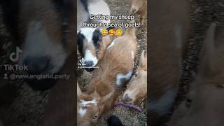 goat goats nigeriandwarfgoats sheep lambs farmlife cute goatlovers [upl. by Falito862]