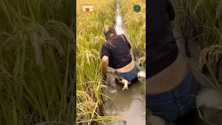 Integrated Rice Fish Farming [upl. by Demetria]