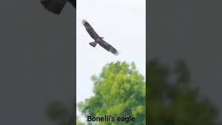 Bonellis Eagle [upl. by Repooc]