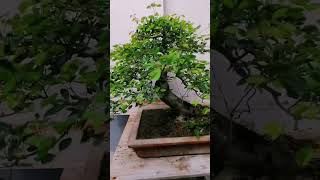 Native Camachile bonsai bonsaitree camachilebonsai basicbonsai [upl. by Pate]