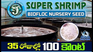 Biofloc Shrimp Farming  Super Shrimp Biofloc Nursery seed Hatchery  Shrimp Farming  Aqua Factory [upl. by Eetsim]