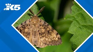 Imminent danger Emergency declaration issued due to spongy moth infestation in Washington [upl. by Lightman]