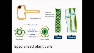 Specialised plant cells [upl. by Hairom213]