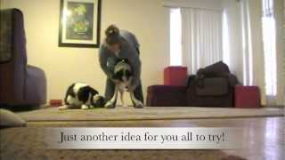 Teaching a crawling leg weave  Clicker Dog Training [upl. by Nomelihp]