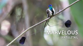 Marvelous Spatuletail hummingbird colibrí beijaflor picaflor peru [upl. by Deelaw158]