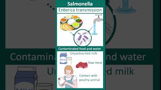 Salmonella enterica  Salmonellosis  enteric fever  microbio in 1 minute [upl. by Alehtse]