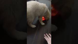 Golden Retriever Puppy Ronn playing with the light ball [upl. by Htial]