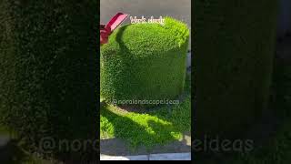 A hedge trimming satisfying 4 hedgetrimming yardlandscaping landscape shorts [upl. by Etnahsa]