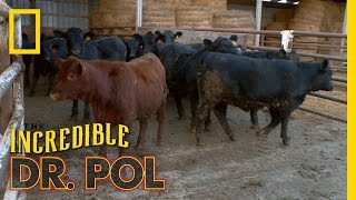 Bloated Bovine Emergency  The Incredible Dr Pol [upl. by Nnairam]