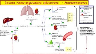 Sistema ReninaAngiotensinaAldosterona y antihipertensivos [upl. by Nestor304]