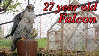 My 27 yearold Falcon May 21 2024 [upl. by Rickert958]