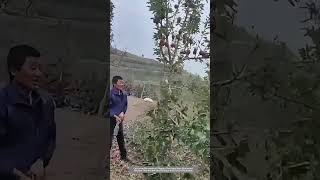 Process Of Cutting Down Old Varieties Of Apples Tree That Have Been Eliminated [upl. by Bunce]