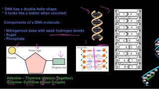 Grade 12 Life Sciences DNA The Code of Life Part 1 [upl. by Vidovic273]