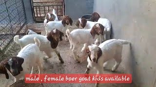 Male female Boer Goat kids Available 🔥👌 all India transport [upl. by Talya843]