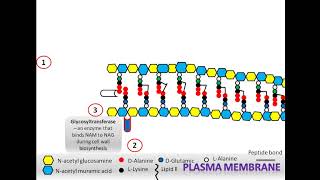 Peptidoglycan biosynthesis [upl. by Press133]